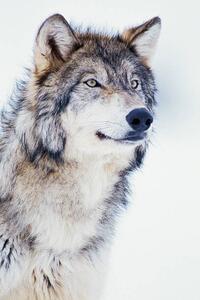 Photography Winter Timber Wolf, David A. Northcott, (26.7 x 40 cm)