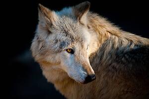 Photography Arctic wolf. Canis lupus arctos, Daniel Hernanz Ramos, (40 x 26.7 cm)