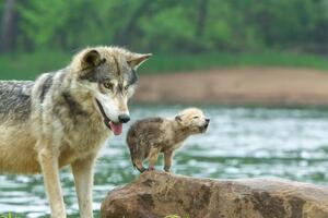 Art Photography Gray Wolf pup and adult, Stan Tekiela Author / Naturalist / Wildlife Photographer, (40 x 26.7 cm)