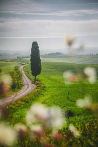 Photography Tuscany landscape view of green hills, serts, (26.7 x 40 cm)