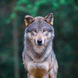 Art Photography Grey wolf looking straight in, tilo, (40 x 40 cm)