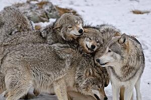 Photography Timber Wolf Pack, Copyright Michael Cummings, (40 x 26.7 cm)