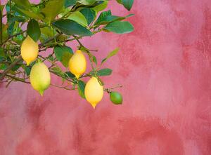 Art Photography lemon tree near red wall, Grant Faint, (40 x 30 cm)
