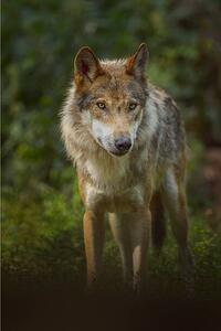 Photography European Gray Wolf, Canis lupus lupus, Raimund Linke, (26.7 x 40 cm)