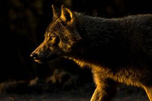Photography Wolf in Golden Light, Chad Graham, (40 x 26.7 cm)