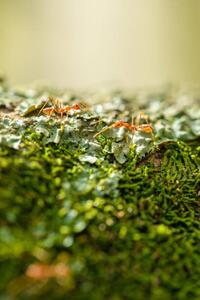 Art Photography Two weaver ants on a lichen, Jordan Lye, (26.7 x 40 cm)
