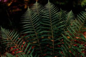 Photography Dark green fern foliage in the forest, Olena Malik