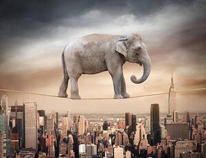 Illustration Elephant balancing on the rope, narvikk, (40 x 30 cm)