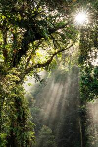 Art Photography Sunbeam in Tropical Rain forest in Danum Valley, Nora Carol Photography, (26.7 x 40 cm)