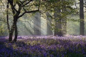 Photography Rays of sunlight enter this Bluebell, stevendocwra, (40 x 26.7 cm)