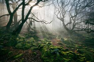Photography Light hinging through trees/., James Mills, (40 x 26.7 cm)