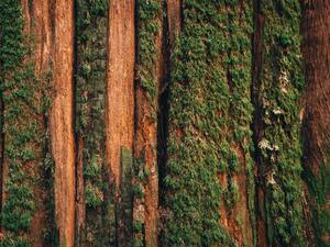 Photography Natural moss pattern on cedar tree, Alex Ratson