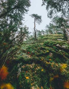Photography Mysterious autumn forest, tree on a, Milamai, (30 x 40 cm)