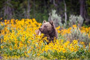 Art Photography Grizzly Bear in Spring Wildflowers, Troy Harrison, (40 x 26.7 cm)