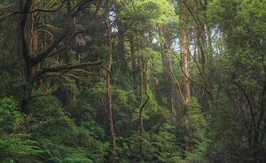 Art Photography Australian temperate rainforest jungle detail, Kristian Bell, (40 x 24.6 cm)