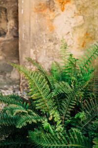 Photography Green fern leaves lush foliage., Olena Malik, (26.7 x 40 cm)