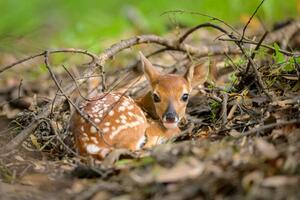 Photography Newborn white-tailed deer fawn on forest floor, jared lloyd