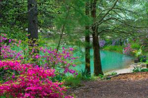 Art Photography Spring FLowers -and Lake view--Gibson County, William Reagan, (40 x 26.7 cm)