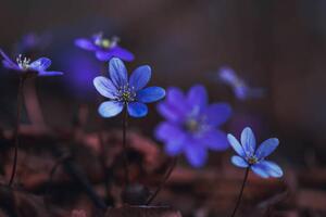 Photography Blue anemones on the forest floor, Baac3nes