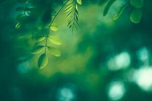Photography Leaf Background, Jasmina007, (40 x 26.7 cm)