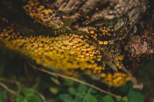 Photography Tiny mushroom fungus, Annie Otzen, (40 x 26.7 cm)