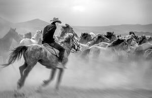 Art Photography Running Horses, Yabani atlar Mustafa, (40 x 26.7 cm)