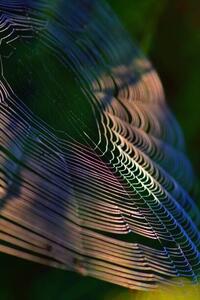 Art Photography Close-up of spider on web,France, Minh Hoang Cong / 500px, (26.7 x 40 cm)