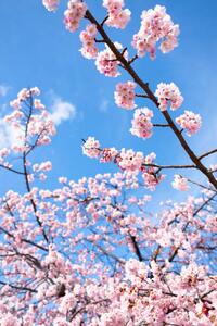 Art Photography Cherry Blossoms, Masahiro Makino, (26.7 x 40 cm)