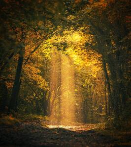 Photography Magical forest landscape with sunbeam lighting, FrankyDeMeyer, (35 x 40 cm)