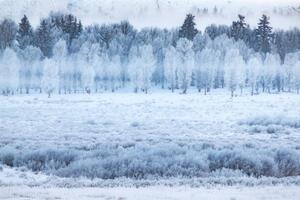 Photography Hoar frosted trees in Jackson, Wyoming,, David Clapp, (40 x 26.7 cm)