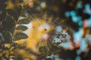 Photography Low angle view of spider on web, Cavan Images
