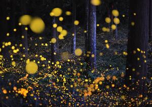 Art Photography The Galaxy in woods, Nori Yuasa, (40 x 30 cm)