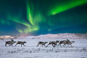 Photography Wild reindeer on the tundra on, Anton Petrus