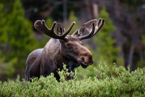 Art Photography A moose moose in the forest,Fort, Hawk Buckman / 500px, (40 x 26.7 cm)