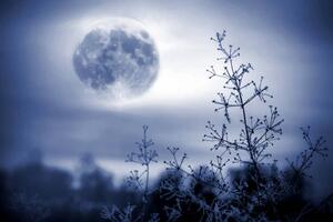 Photography Winter night mystical scenery. Full moon, Elena Kurkutova, (40 x 26.7 cm)