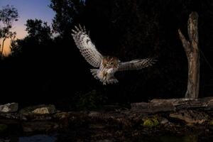 Photography Tawny owl flying in the forest at night, Spain, AlfredoPiedrafita