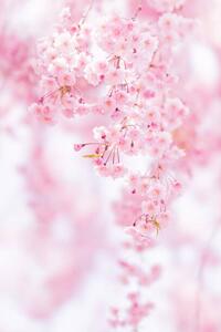 Photography Close-up of pink cherry blossom, Yuki Hanayama / 500px, (26.7 x 40 cm)
