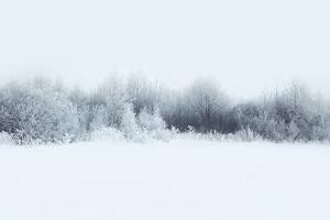 Photography Beautiful winter forest landscape, trees covered, Guasor