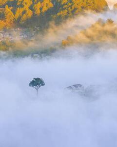 Photography lonely tree in the fog with, Khanh Bui