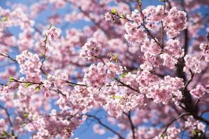 Photography Sweet sakura flower in springtime, somnuk krobkum, (40 x 26.7 cm)