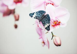 Art Photography Butterfly On Orchid, borchee, (40 x 30 cm)