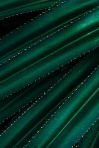Photography Close up of thorny green leaves, Olena Malik, (26.7 x 40 cm)