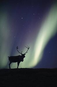 Photography Caribou bull and Aurora Borealis,, Johnny Johnson
