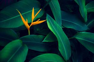 Art Photography tropical leaves colorful flower on dark, sarayut Thaneerat, (40 x 26.7 cm)