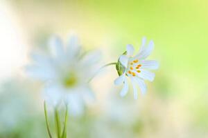 Photography Close-up image of the spring flowering, Jacky Parker Photography, (40 x 26.7 cm)