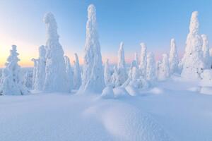 Art Photography Trees covered with snow at dawn,, Roberto Moiola / Sysaworld, (40 x 26.7 cm)