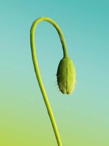 Photography Bud, Roc Canals, (30 x 40 cm)