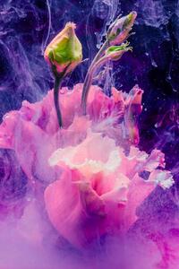 Photography Flower in colourful water, Lorado