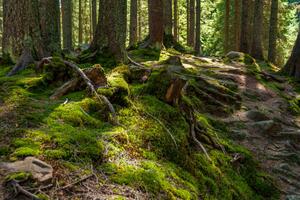 Art Photography Sunny spring forest in Carpathian mountains., Mny-Jhee, (40 x 26.7 cm)
