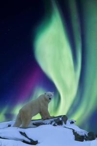 Photography Aurora borealis and polar bear, Patrick J. Endres, (26.7 x 40 cm)